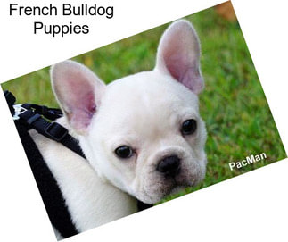 French Bulldog Puppies