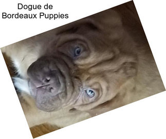 Dogue de Bordeaux Puppies