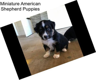 Miniature American Shepherd Puppies