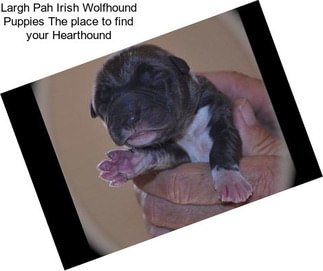 Largh Pah Irish Wolfhound Puppies \