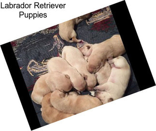 Labrador Retriever Puppies