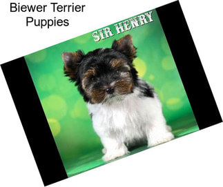 Biewer Terrier Puppies