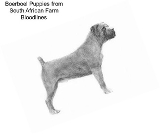 Boerboel Puppies from South African Farm Bloodlines