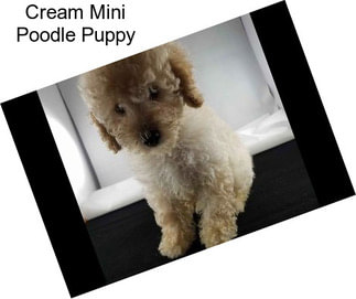 Cream Mini Poodle Puppy