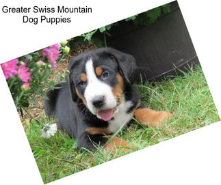 Greater Swiss Mountain Dog Puppies