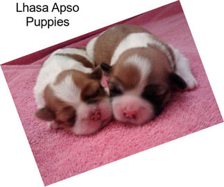 Lhasa Apso Puppies