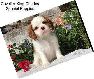 Cavalier King Charles Spaniel Puppies