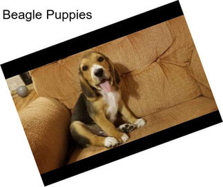 Beagle Puppies