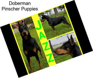 Doberman Pinscher Puppies