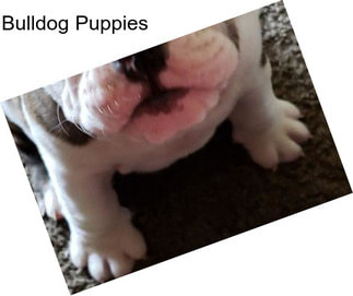 Bulldog Puppies