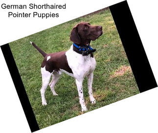 German Shorthaired Pointer Puppies