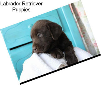 Labrador Retriever Puppies