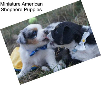 Miniature American Shepherd Puppies