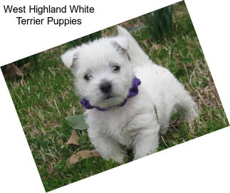 West Highland White Terrier Puppies