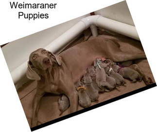 Weimaraner Puppies