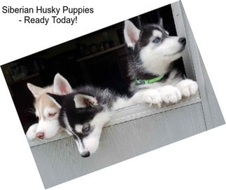 Siberian Husky Puppies - Ready Today!