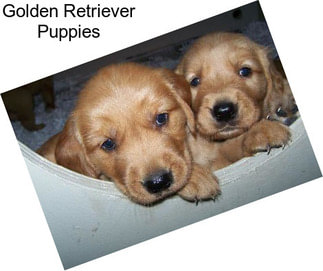 Golden Retriever Puppies