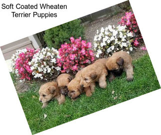 Soft Coated Wheaten Terrier Puppies