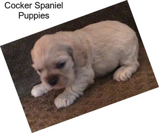 Cocker Spaniel Puppies