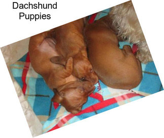 Dachshund Puppies