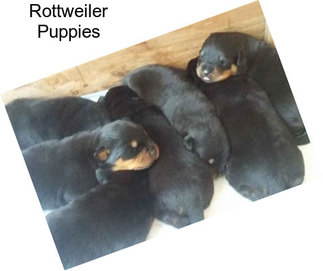 Rottweiler Puppies