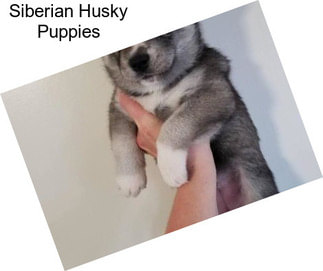 Siberian Husky Puppies