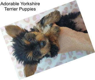 Adorable Yorkshire Terrier Puppies