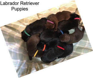 Labrador Retriever Puppies