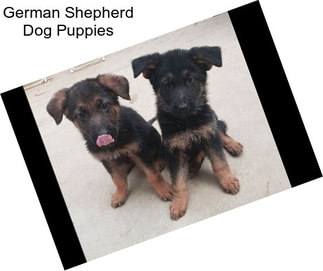 German Shepherd Dog Puppies