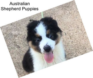 Australian Shepherd Puppies