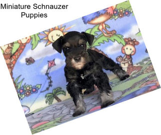 Miniature Schnauzer Puppies