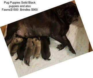 Pug Puppies Solid Black puppies and also Fawns$1500  Brindles $900