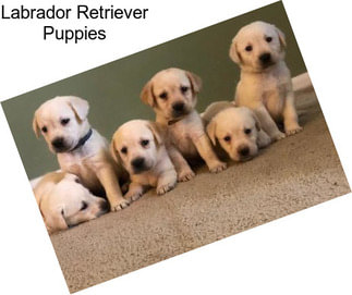 Labrador Retriever Puppies