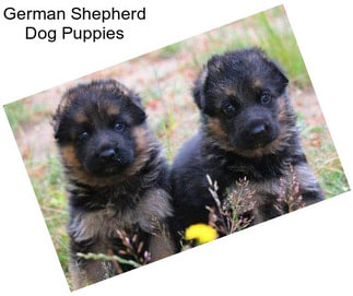 German Shepherd Dog Puppies