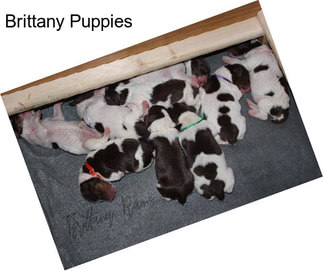 Brittany Puppies