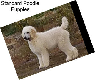 Standard Poodle Puppies