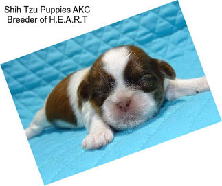 Shih Tzu Puppies AKC Breeder of H.E.A.R.T