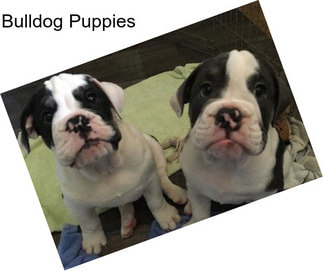 Bulldog Puppies