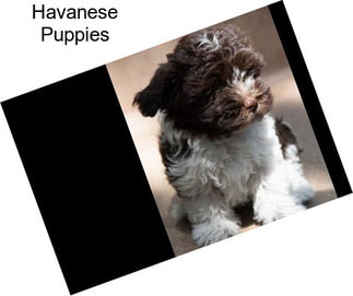 Havanese Puppies