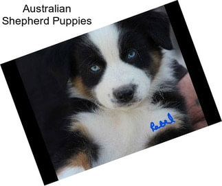 Australian Shepherd Puppies