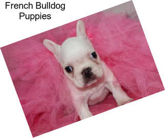 French Bulldog Puppies