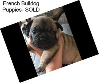 French Bulldog Puppies- SOLD