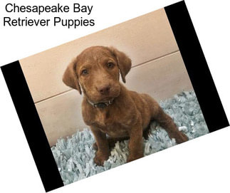 Chesapeake Bay Retriever Puppies