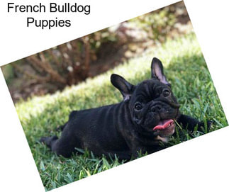 French Bulldog Puppies