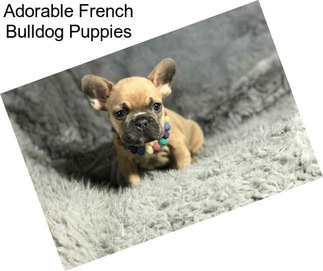 Adorable French Bulldog Puppies