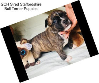GCH Sired Staffordshire Bull Terrier Puppies