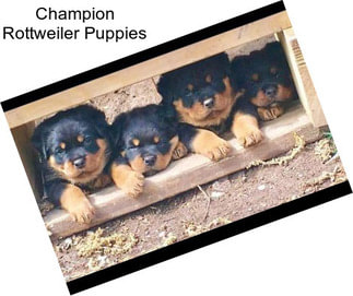 Champion Rottweiler Puppies
