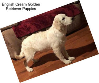 English Cream Golden Retriever Puppies