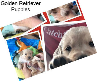 Golden Retriever Puppies