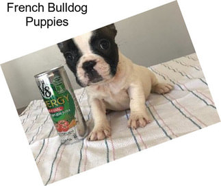 French Bulldog Puppies